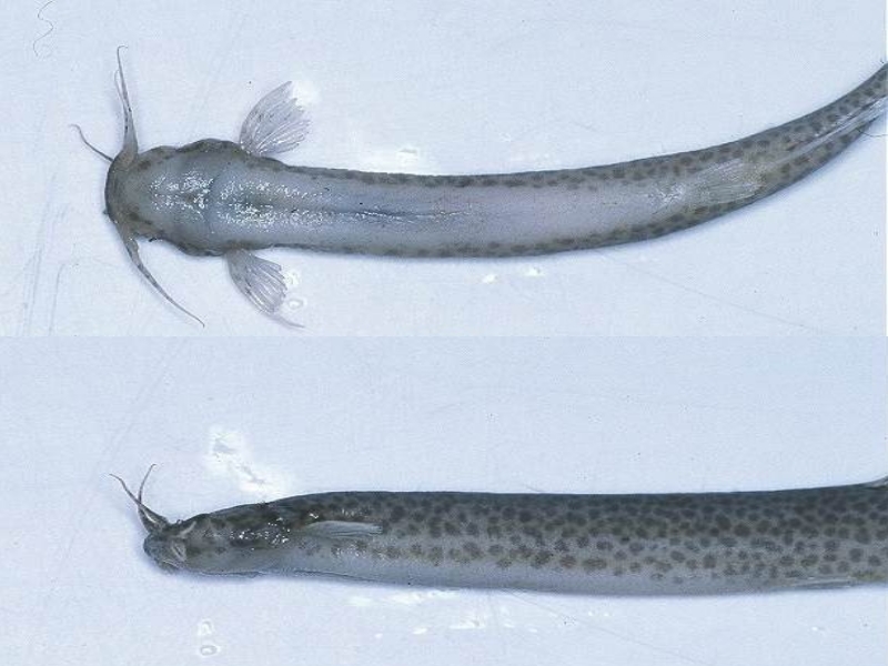 Candiru - JungleKey.fr Image