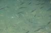 Аквариум по-сахалински - рыбалка (фотоальбом)