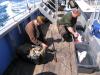 Морская рыбалка на треску (дорша) - рыбалка (фотоальбом)