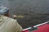 Ловим щуку на реке - рыбалка (фотоальбом)