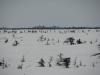 Северный олень...  Фото В.Нечаева - рыбалка (фотоальбом)
