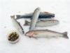 Сахалинская кунджа - рыбалка (фотоальбом)