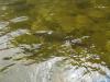 Ленок с реки Уда Хбр Край - рыбалка (фотоальбом)
