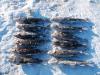 Сахалинский ленок - рыбалка (фотоальбом)